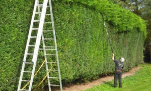 Ladder for trimming high hedges