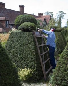 hedge trimming ladder