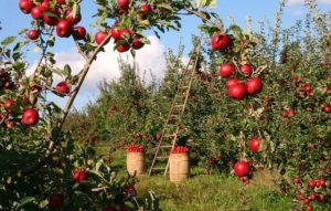 Best orchard ladder in apple farm